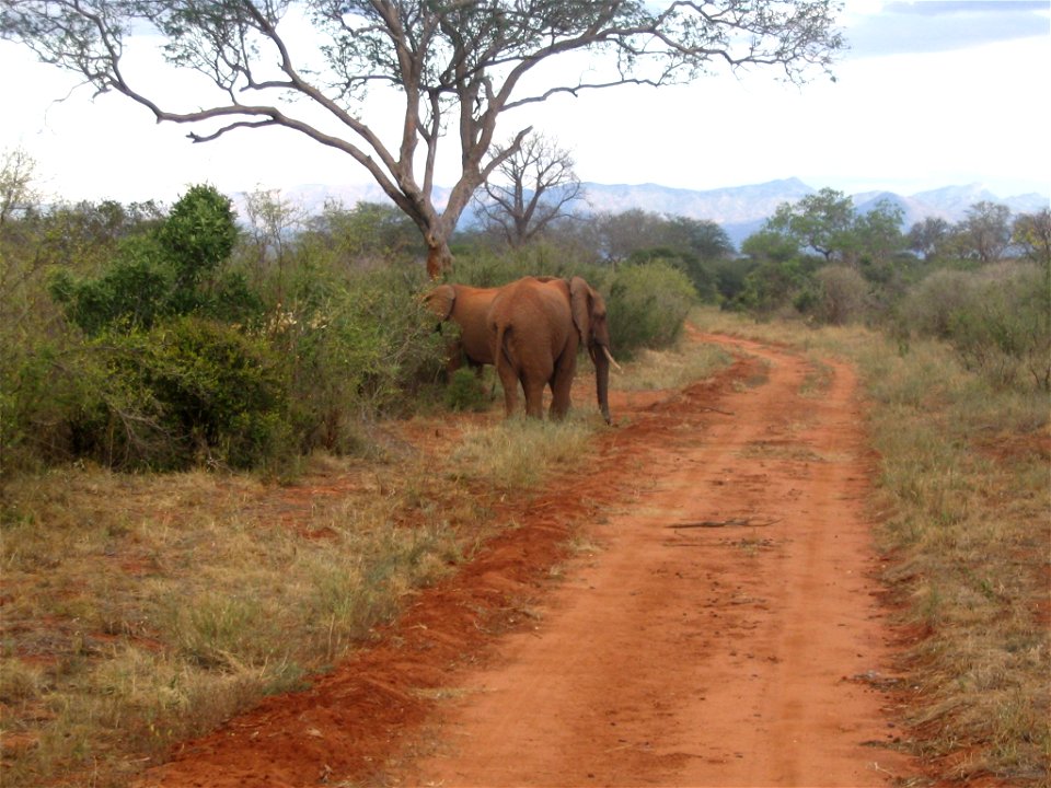 Loxodonta africana (African Bush Elephant) pair next to a dirt road in Tsavo West National Park, Kenya.