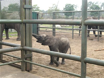 Loxodonta africana Junger Elefantenbulle "Bou Bou" im Serengeti-Park Hodenhagen. photo