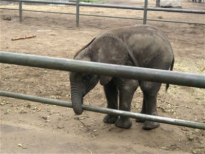 Loxodonta africana Junger Elefantenbulle "Bou Bou" im Serengeti-Park Hodenhagen. photo