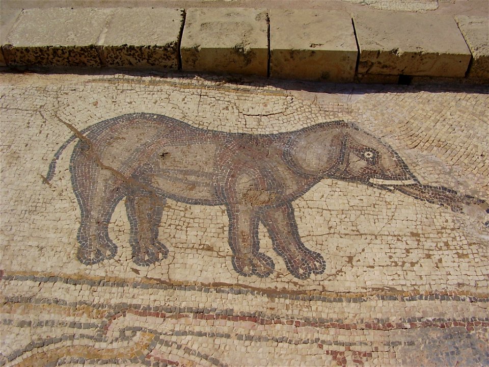 mosaic of an elephant (byzantic period), ceasarea, israel