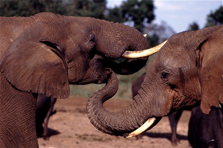 Two elephants, with one putting its trunk in the other's mouth. Taken at the Ark in Tanzania. photo
