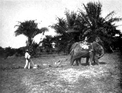 a wild-born African elephant Loxodonta africana tamed at the Api Elephant Domestication Center in northeaster Belgian Congo plowing a field for farming
