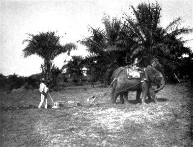 a wild-born African elephant Loxodonta africana tamed at the Api Elephant Domestication Center in northeaster Belgian Congo plowing a field for farming photo