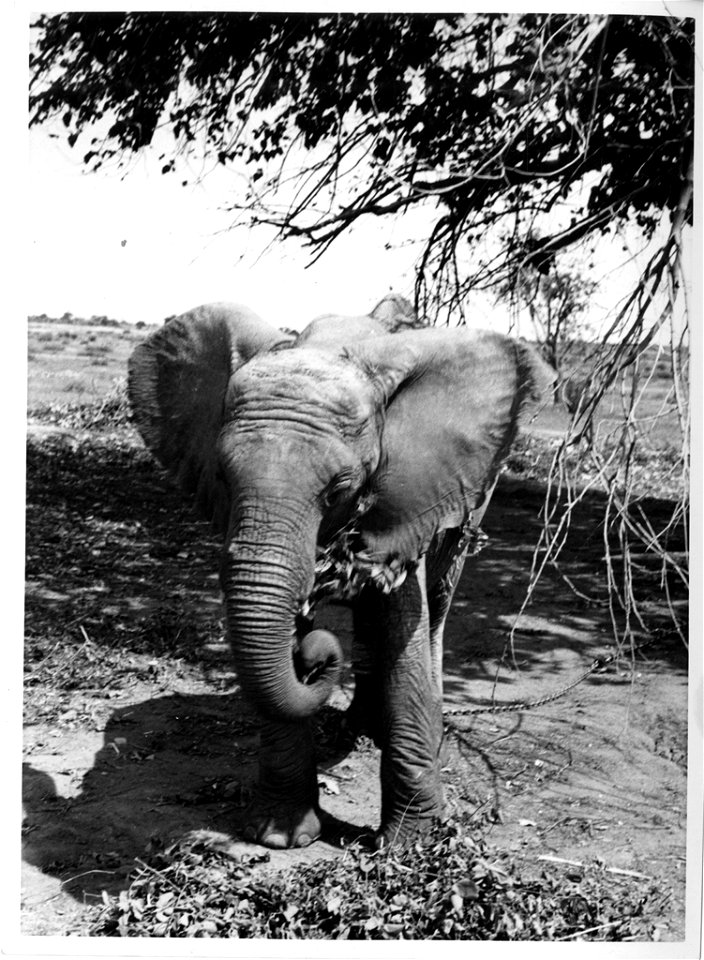 A front view of a recently captured young bull elephant eating. Josef J. Fénykövi sent a series of images in February 1958 of a young (15-18 years old) bull elephant, captured in Angola a few days bef