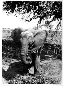 A front view of a recently captured young bull elephant eating. Josef J. Fénykövi sent a series of images in February 1958 of a young (15-18 years old) bull elephant, captured in Angola a few days bef