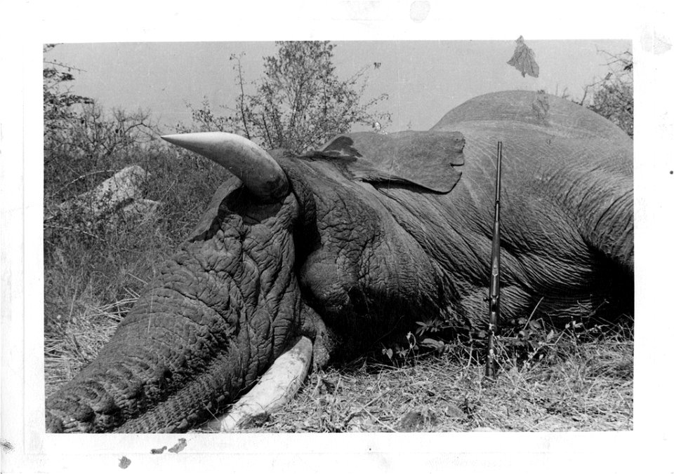 This image shows full detail of the neck, mouth, trunk and tusk of the neck of a bull elephant shot by Fénykövi. The image was sent to Dr. Remington Kellogg, director of the United States National Mus