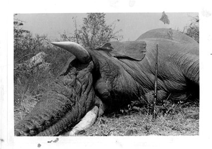 This image shows full detail of the neck, mouth, trunk and tusk of the neck of a bull elephant shot by Fénykövi. The image was sent to Dr. Remington Kellogg, director of the United States National Mus