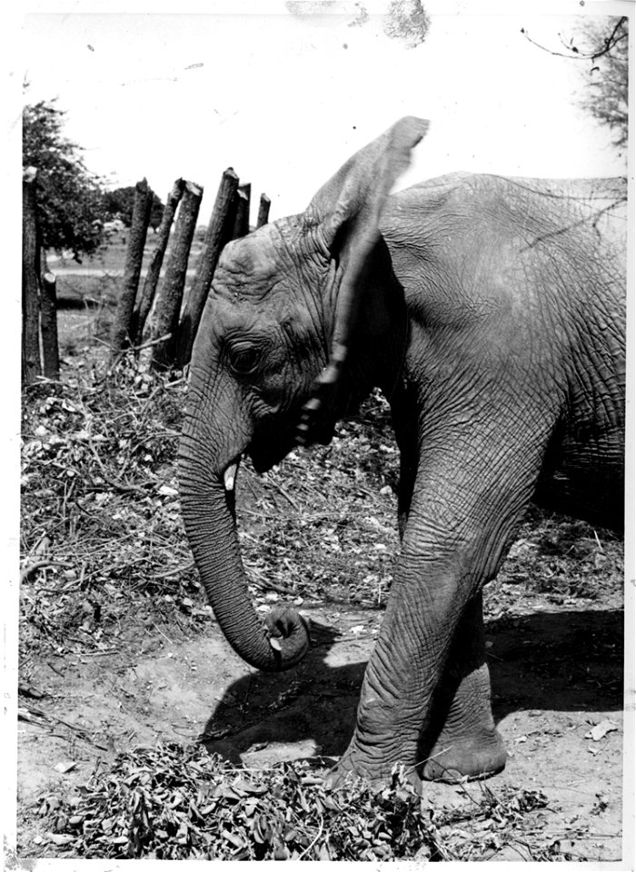 Josef J. Fénykövi sent a series of images in February 1958 of a young (15-18 years old) bull elephant, captured in Angola a few days before the photographs were taken, to Dr. Remington Kellogg, direct