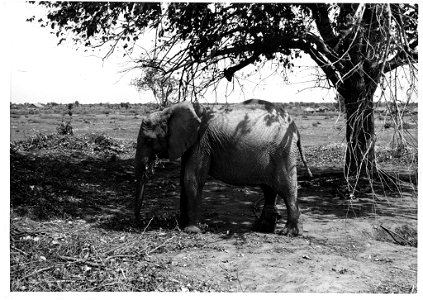 A full side view of a recently captured young bull elephant. Josef J. Fénykövi sent a series of images in February 1958 of a young (15-18 years old) bull elephant, captured in Angola a few days before