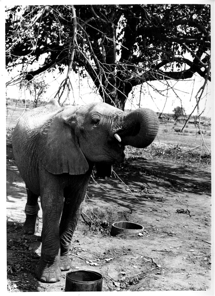 A recently captured young bull elephant with its trunk in its mouth is eating. Josef J. Fénykövi sent a series of images in February 1958 of a young (15-18 years old) bull elephant, captured in Angola