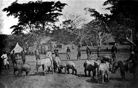 Elephant Farm on the Bomokandi - p. 8 photo