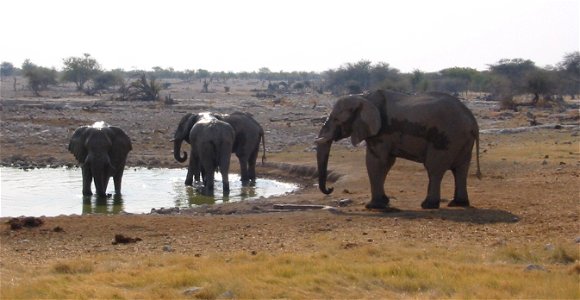 Elefantenherde in Namibia photo