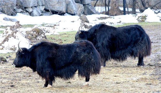 Yak (Bos grunniens) at the Rosamond Gifford Zoo, Syracuse, New York.