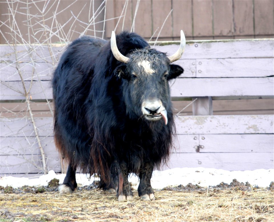 Yak (Bos grunniens) at the Rosamond Gifford Zoo, Syracuse, New York.