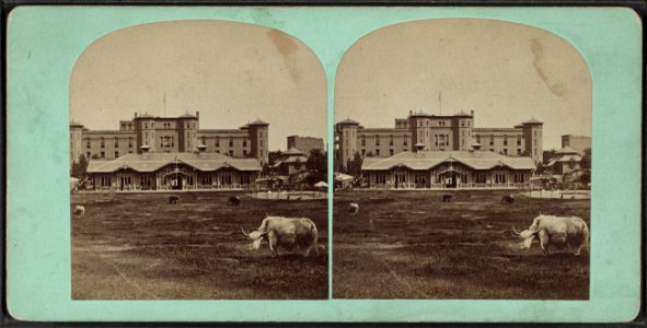 Central Park, N.Y.  Cattle.