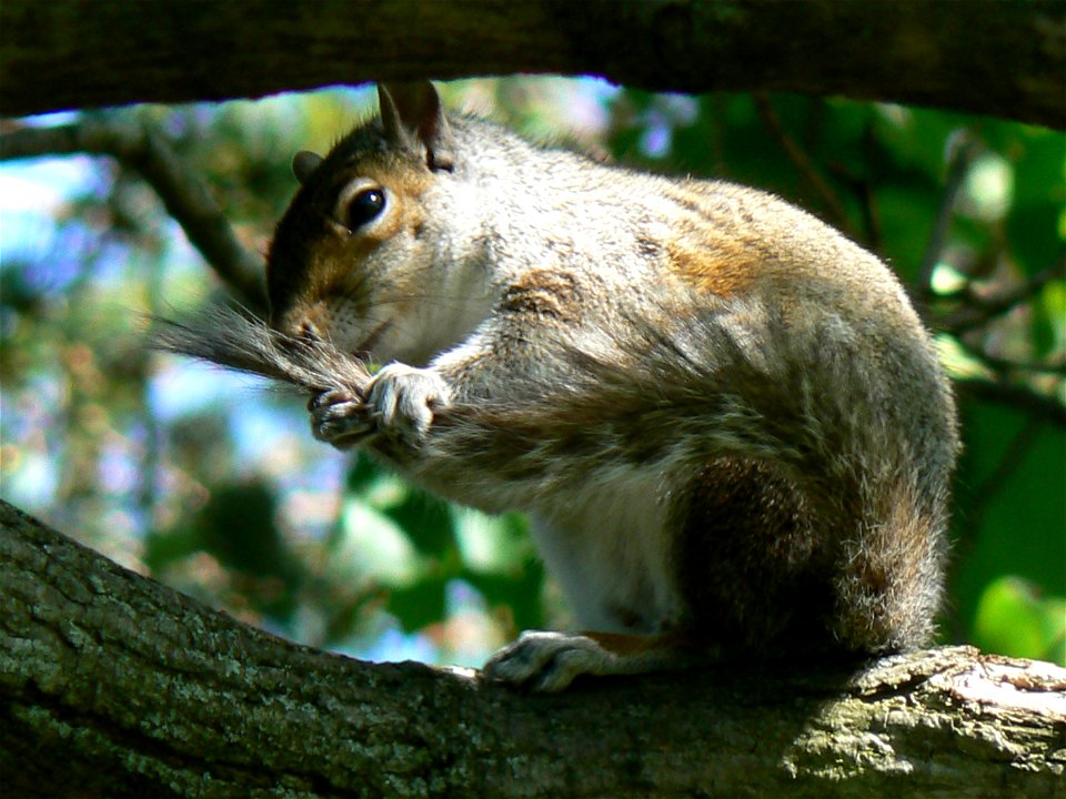 An Eastern Gray Squirrel in the middle of cleaning his tail. The picture was taken May 6th, 2007.