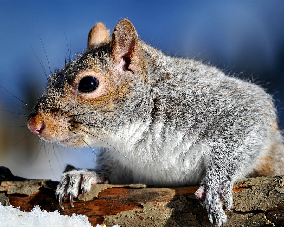 Gray squirrel photographed at Edwin B. Forsythe National Wildlife Refuge.


Credit: Don Freiday/USFWS