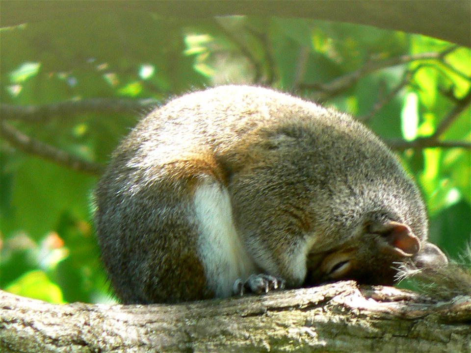 A sleeping Eastern Gray Squirrel. Picture taken May 6th, 2007.