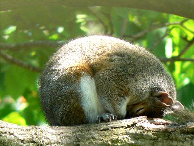 A sleeping Eastern Gray Squirrel. Picture taken May 6th, 2007. photo
