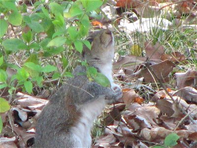 Squirrel photo