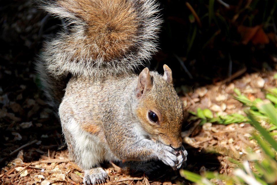 The AOC has recently uncovered 113 years of history surrounding squirrels on Capitol Hill: www.aoc.gov/cc/grounds/Squirrels-on-the-Capitol-Grounds.cfm.