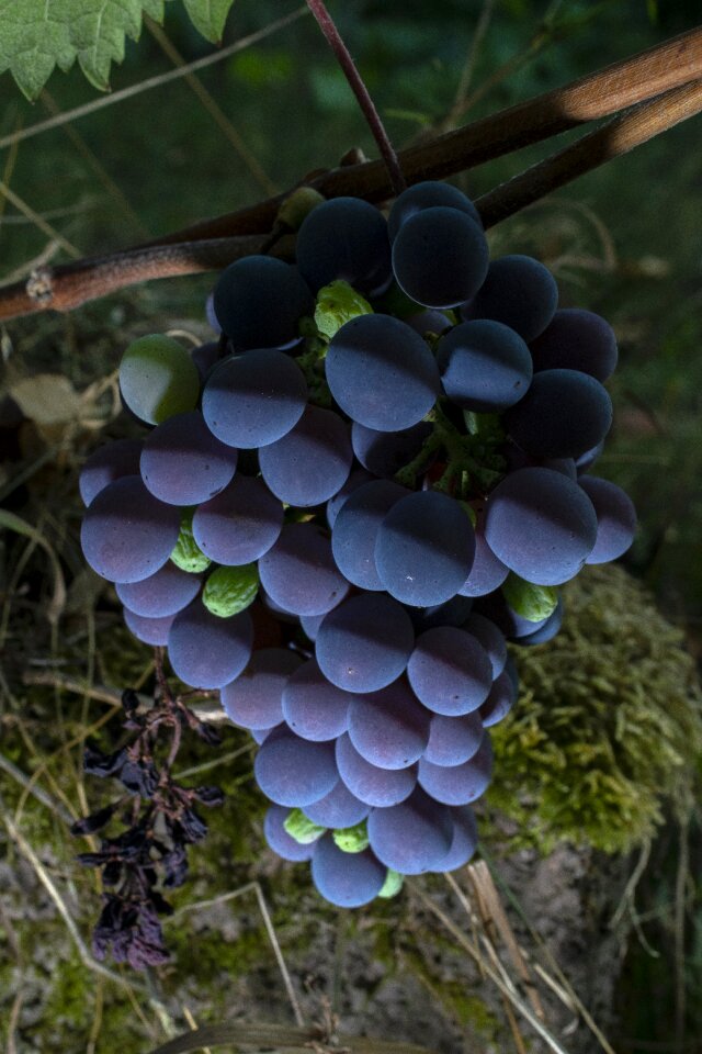 Wine fruit grapevine
