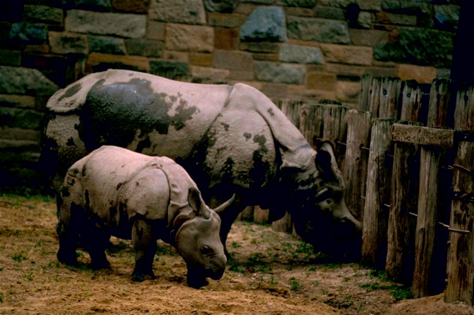 Image title: Asian Indian one horned rhinoceros mammal animal
Image from Public domain images website, http://www.public-domain-image.com/full-image/fauna-animals-public-domain-images-pictures/rhinoce