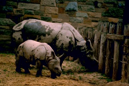 Image title: Asian Indian one horned rhinoceros mammal animal Image from Public domain images website, http://www.public-domain-image.com/full-image/fauna-animals-public-domain-images-pictures/rhinoce photo
