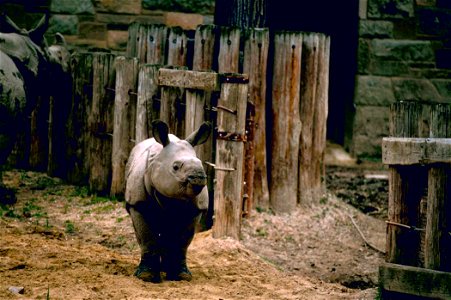 Image title: Indian Rhinoceros or Asian one horned rhinoceros Image from Public domain images website, http://www.public-domain-image.com/full-image/fauna-animals-public-domain-images-pictures/rhinoce photo