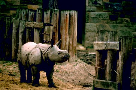 Image title: Indian rhinoceros or greater one horned rhinoceros unicorniss
Image from Public domain images website, http://www.public-domain-image.com/full-image/fauna-animals-public-domain-images-pic