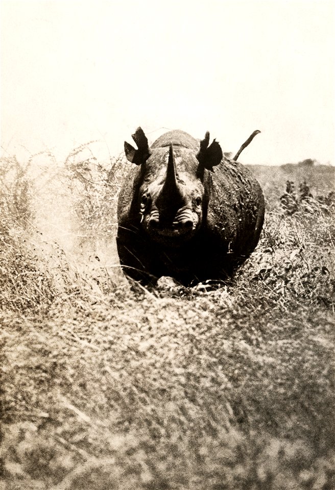 A rhinoceros charges the photographer in Africa, May 1910.
Photograph by A. Dugmore, National Geographic