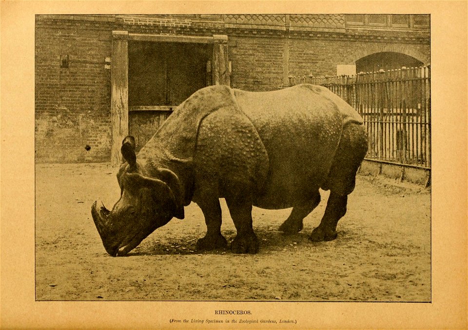 Cassell's natural history.  Ed. by P. Martin Duncan ...