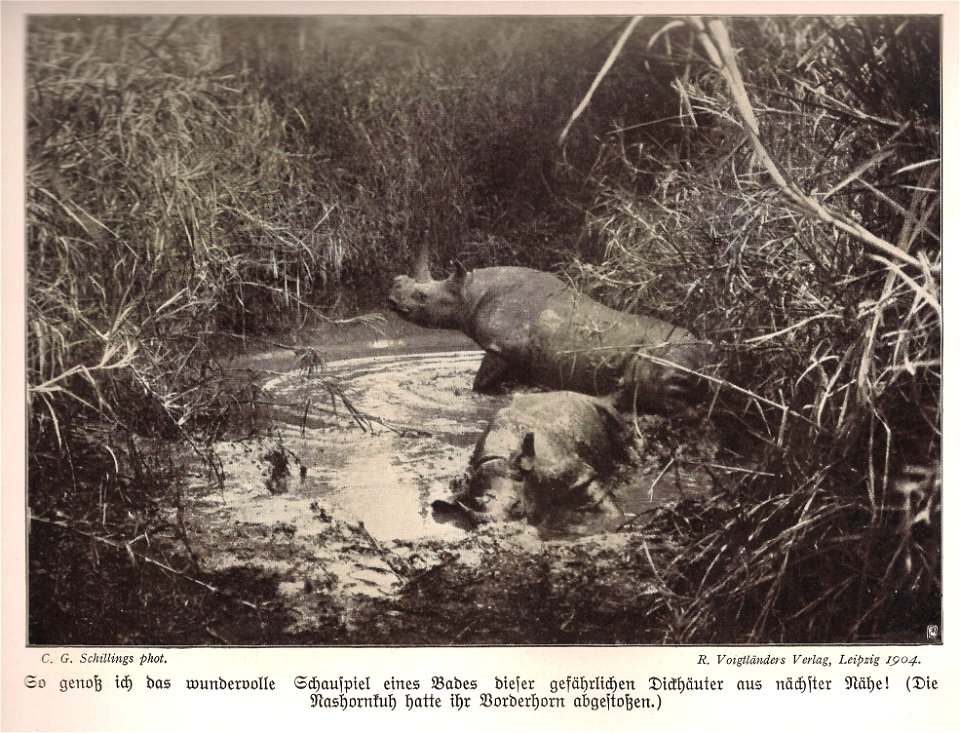 Carl Georg Schillings: Mit Blitzlicht und Büchse. Leipzig: R. Voigtländer, 1905, nach S. 160