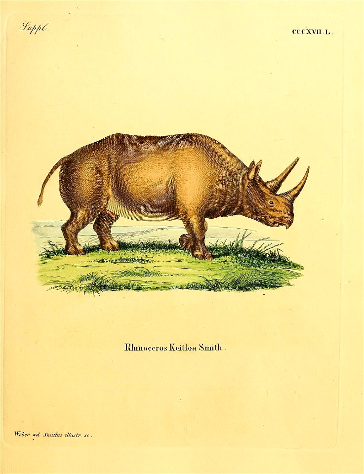 ^mJi/i.& . 
cccxyii X 
Khinoceros Keitloa SmitK 

Weher ad Smiffäi Hlustr.