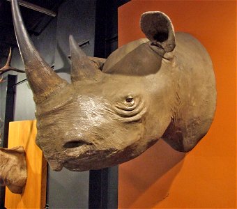 Fiberglass reproduction trophy head of a rhinoceros.