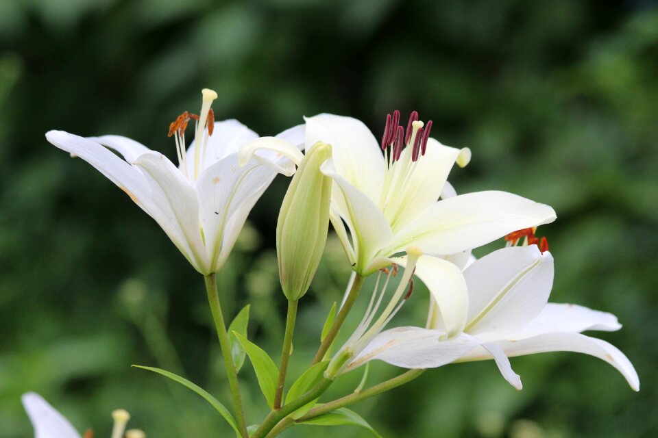Nature plant white flowers
