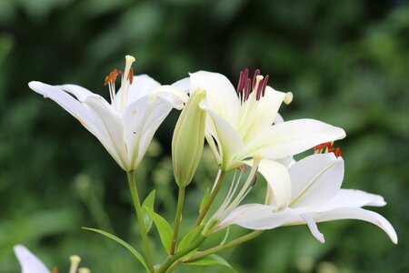 Nature plant white flowers