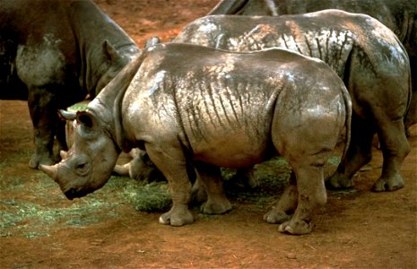 Image title: Black rhinoceros in Africa Image from Public domain images website, http://www.public-domain-image.com/full-image/fauna-animals-public-domain-images-pictures/rhinoceros-public-domain-imag photo
