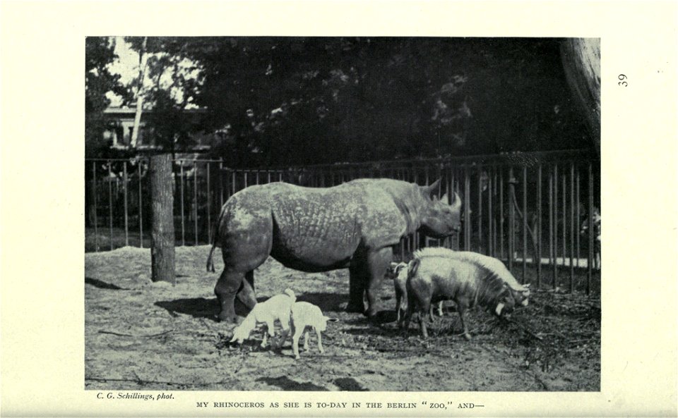 In wildest Africa /  by C.G. Schillings ; translated from German By Frederic Whyte ; with over 300 photographic studies direct from the author's negatives, taken by day and night ; and 
