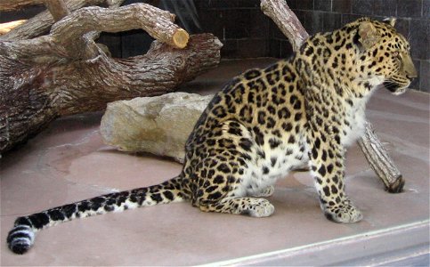 Amur Leopard (Panthera pardus orientalis) photo