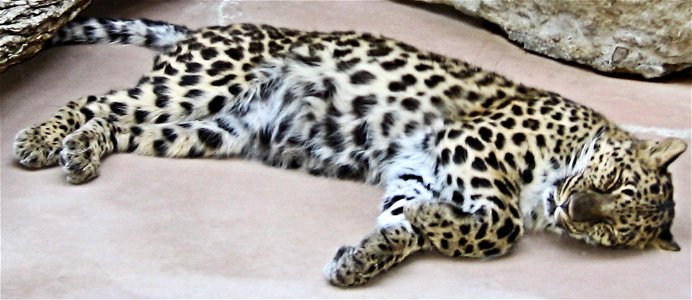 Amur Leopard (Panthera pardus orientalis)