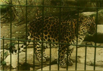Amur Leopard female (winter coat) at Frankfurt Zoo.