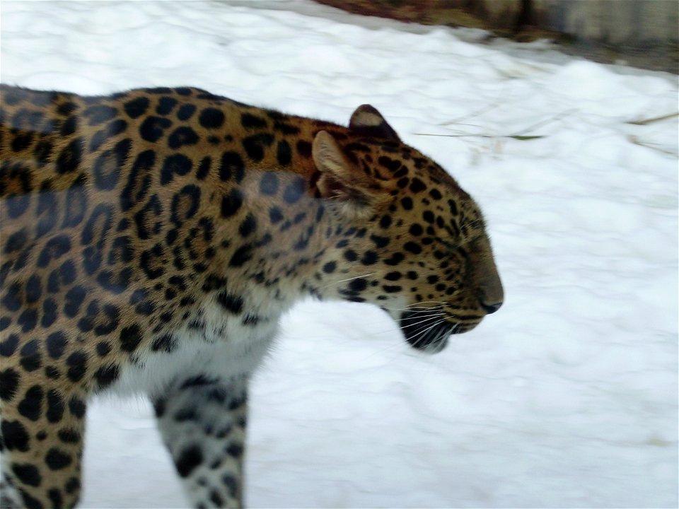 Levhart mandžuský; ZOO Olomouc