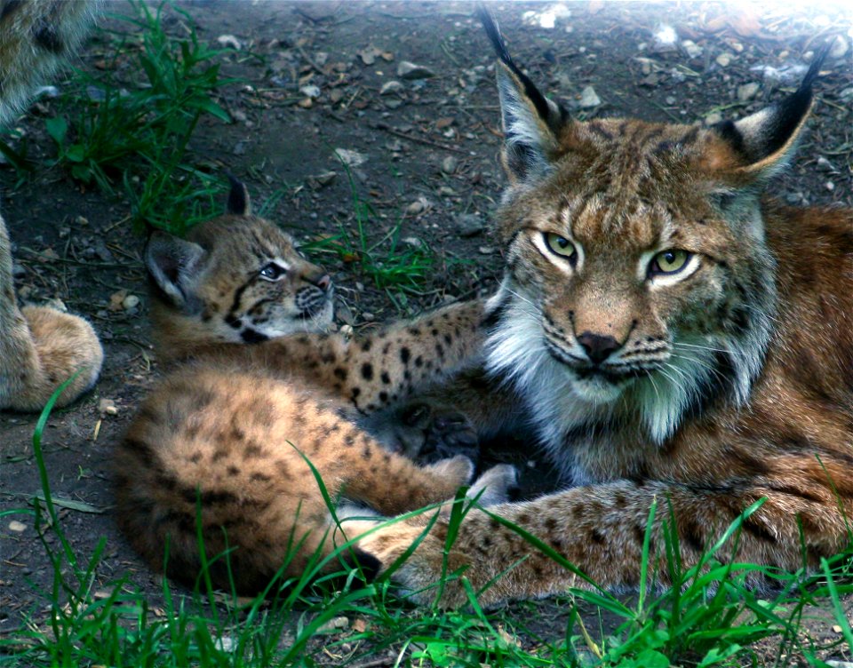 Luchsbaby mit Mutter photo