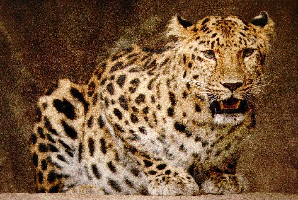 Levhart mandžuský; ZOO Olomouc