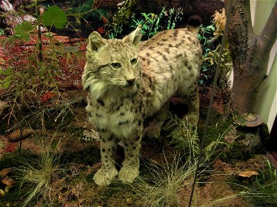 Image title: Lynx in museum
Image from Public domain images website, http://www.public-domain-image.com/full-image/fauna-animals-public-domain-images-pictures/lynx-cat-public-domain-images-pictures/ly