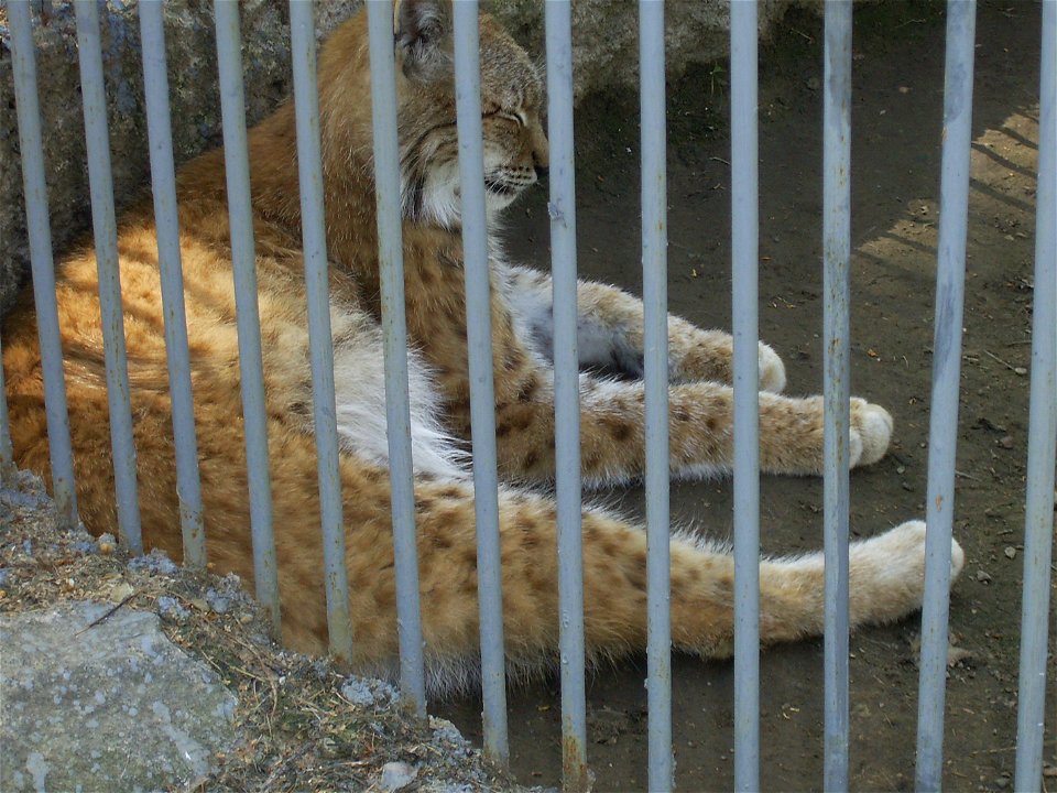 Le tigre d'Amour dans le centre de la réhabilatation
