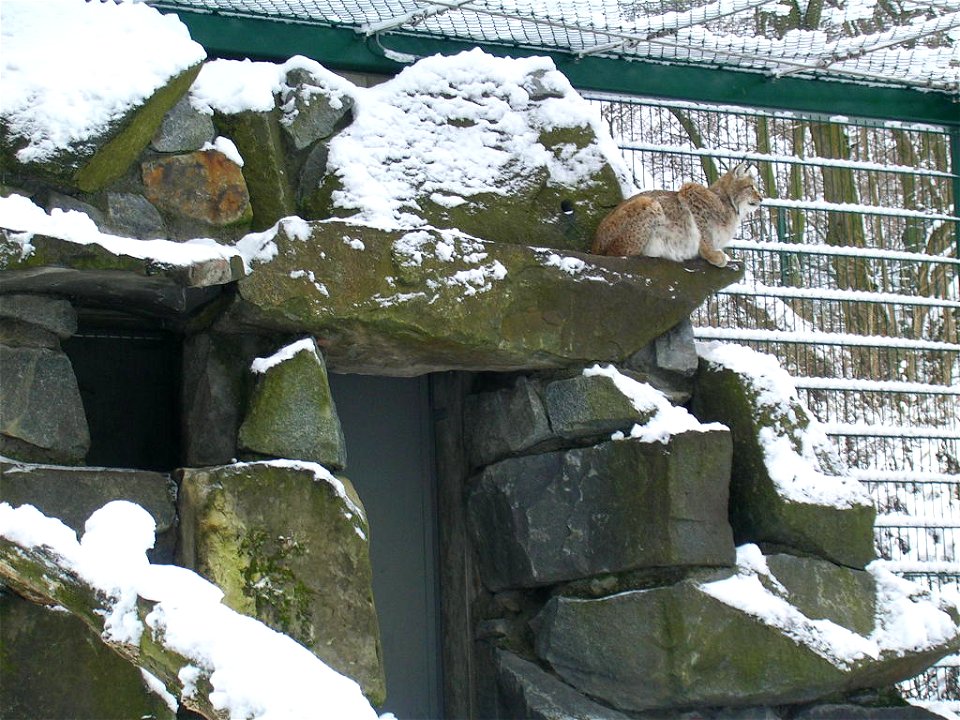 Tierpark Berlin - Felsen-Freigehege für Altai-Luchse