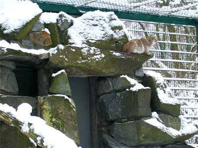 Tierpark Berlin - Felsen-Freigehege für Altai-Luchse