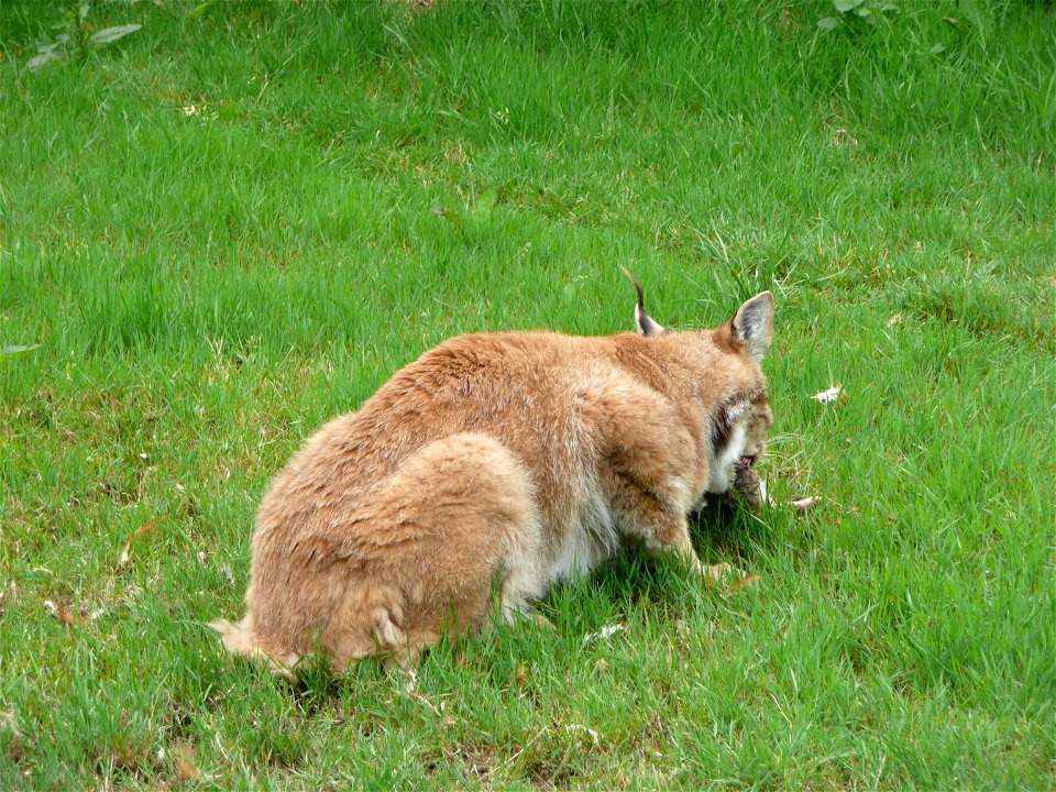 Lynx lynx (Eurasian lynx) eating meat in Howletts Wild Animal Park, Kent, England.
